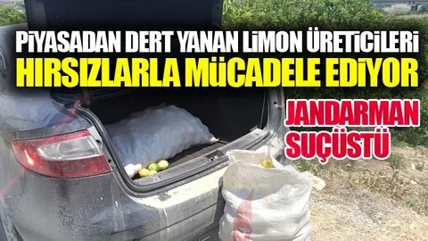 Kiralık Araçla Limon Hırsızlığına Gelmişler