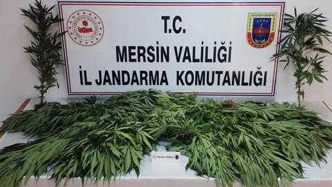 Evin Damına Ekmiş