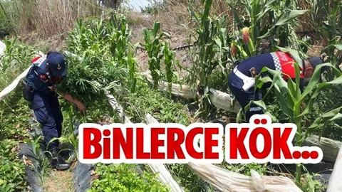 İki İlçede Kenevir Operasyonu: Binlerce Kök Ele Geçirildi