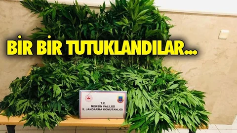 Yasadışı Hint Keneviri Eken 3 Kişi Tutuklandı