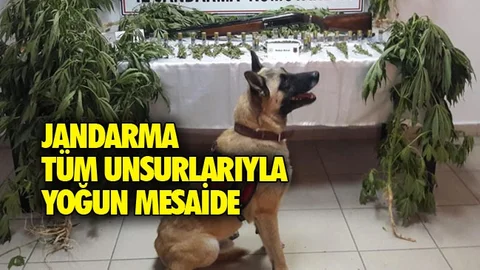 Yasadışı Kenevir Ekiminden 1 Kişi Tutuklandı!