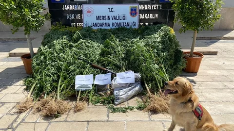Narkotik Köpekli Operasyonla Limon Bahçesinde Ele Geçirildi!