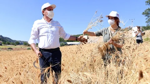 Seçer, Ata Tohumu Sarı Buğdayın İlk Hasadını Gerçekleştirdi
