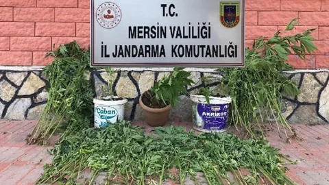Yasadışı Ekilmiş Kenevir Ele Geçirildi