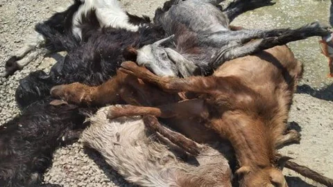 7 Küçükbaş Hayvan Telef Oldu