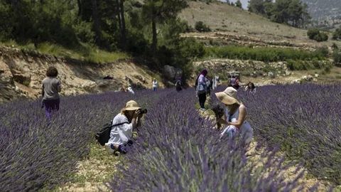Kadınlar Mor Lavanta Tarlalarını Adımladı