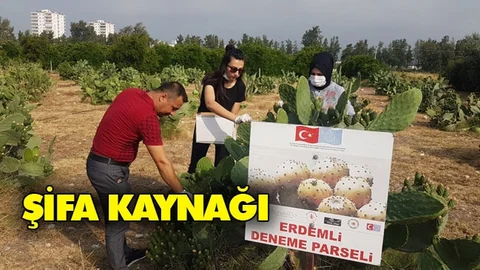Çiçeği Hastalara Şifa Oluyor