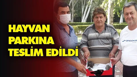 Yavru Baykuşlar Hayvan Parkına Teslim Edildi