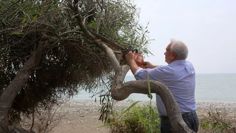 "Erdemli Çamlığı" Turizme Kazandırılıyor