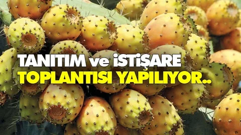 Hint (Dikenli) İncir Tanıtım Toplantısı Yapılacak