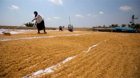 Atalık Sarı Buğday