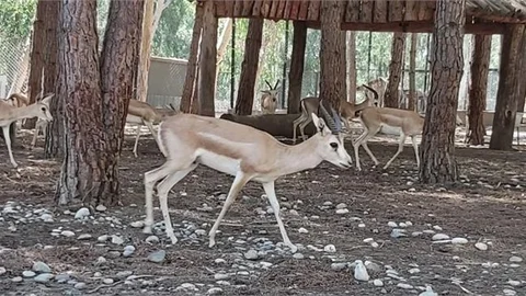 Mersin’den İzmir’e 5 Yaban Hayvanı Gönderildi