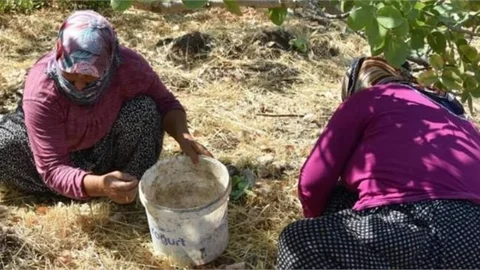Mersin'de Antep Fıstığı Hasadı
