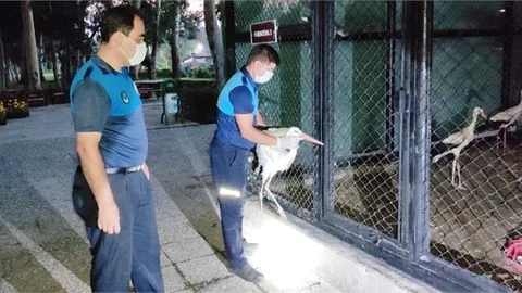 Yaralı Leyleğe Sahip Çıktı