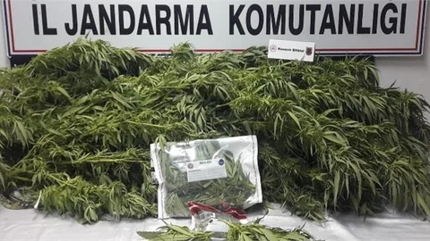 Yasa Dışı Kenevir Ekimi İle Mücadele Devam Ediyor