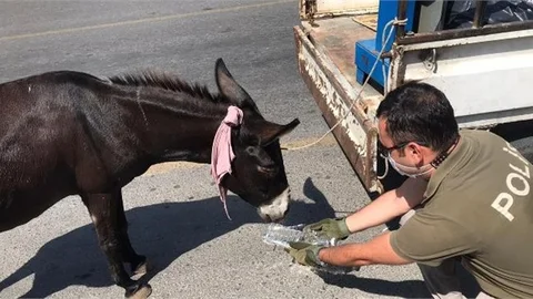 Zulüm Edilen Zavallı Eşeğe Polis Ekipleri Sahip Çıktı
