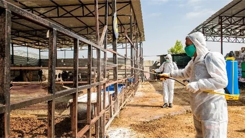 Büyükşehir Ekipleri, Ahırları Düzenli Olarak İlaçlıyor