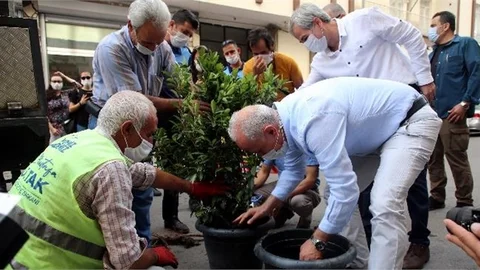 Apartmanın Altıncı Kat Dış Cephesinde Yeşeren Mucize Ağaç