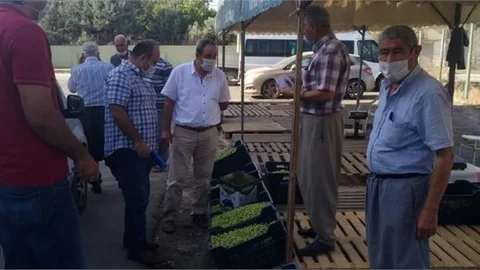 En Büyük Zeytin Üretim Merkezlerinden Biri Olan Tarsus’ta Zeytinde Hasadı Başladı