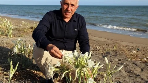 Kum Zambakları Akdeniz Belediyesi’nin Koruması Altında