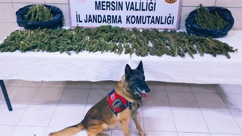 Uyuşturucuyu "Çaylak" Buldu