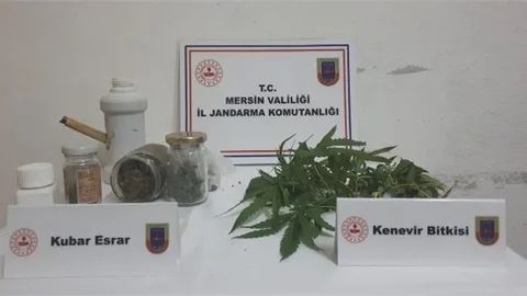 Jandarma Yasa Dışı Kenevir Eken Şahsı Yakalandı