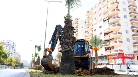 Proje Alanındaki 113 Ağaç Özenle Taşınıyor