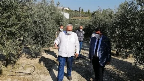 Tarsus Sarıulak Zeytin Bahçesi Denetimi Yapıldı