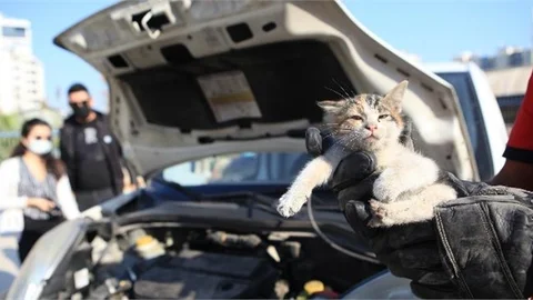 Hava Soğudu, Kaputa Giren Kedi Sayısı Arttı