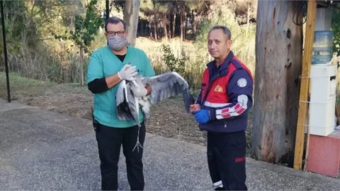 Kanadı İncinen Gri Balıkçıl, Tarsus Doğa Parkı’ndaki Klinikte Tedavi Altına Alındı