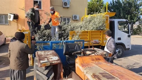 Tarsuslu 191 Üreticiye 9 Bin Sarıulak Zeytin Fidanı Verildi