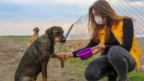 "Sokak Hayvanları, Pati Uzatarak Teşekkür Ettiler"