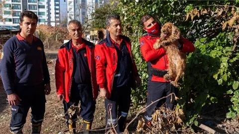 Büyükşehir Ekipleri Kuyuya Düşen Köpeği Yara Almadan Kurtardı