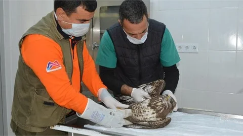 Kamyonun Panjuruna Sıkışan Yaralı Şahini Büyükşehir İtfaiyesi Kurtardı