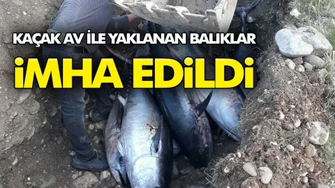 Kaçak Avlanan Orkinos Balıkları Ele Geçirildi