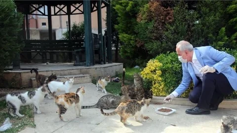 Sokak Hayvanları, Akdeniz Belediyesi’nin Koruması Altında