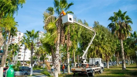 Sahilin Gözdesi Palmiyeler Budanıyor!