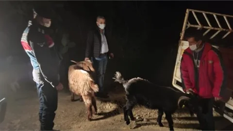 Ormanlık Alanda Bulundu