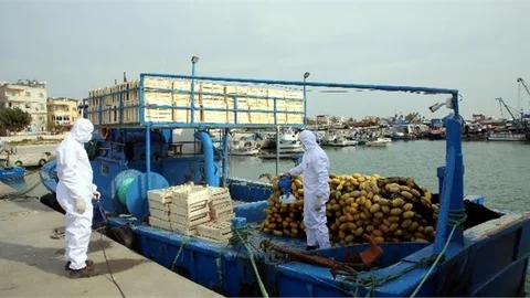 Karaduvar Limanı’ndaki Balıkçı Tekneleri Dezenfekte Edildi