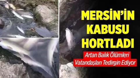 Nehrin Denizle Buluştuğu Noktada Balık Ölümleri