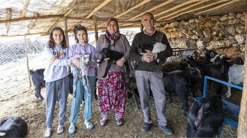 Yeni Doğumlarla Sürü Genişliyor, Üretici Kazanıyor