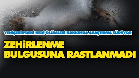 15 Kedinin Ölümünde Zehir Bulgusuna Rastlanmadı, Araştırma Devam Ediyor
