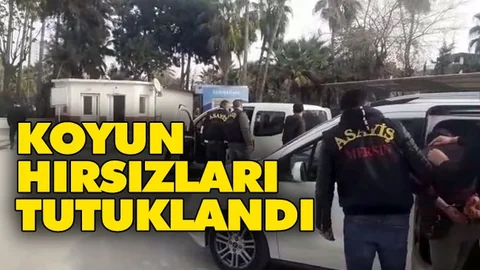 Çalınan Koyunlar Bulundu ve Hırsızlar Tutuklandı