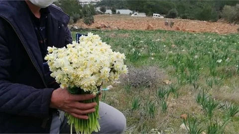 Nergis Hasadı Devam Ediyor