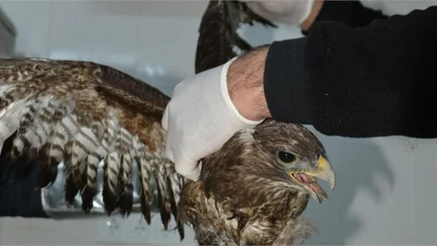 İki Şahini, Büyükşehir İtfaiyesi Kurtardı