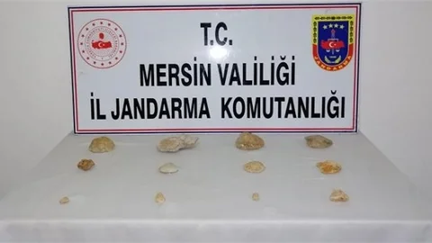 12 Adet Fosil Ele Geçirildi