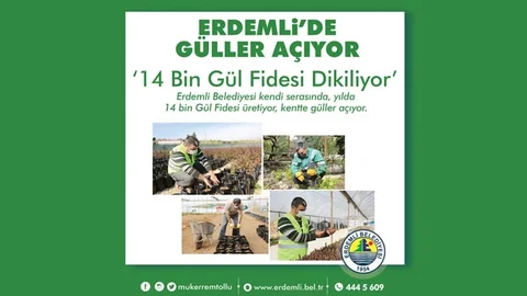 "14 Bin Gül Fidesi Dikiliyor, Erdemli’ de Güller Açıyor"