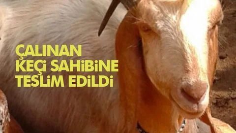 Çaldığı Keçi İle Yakalandı