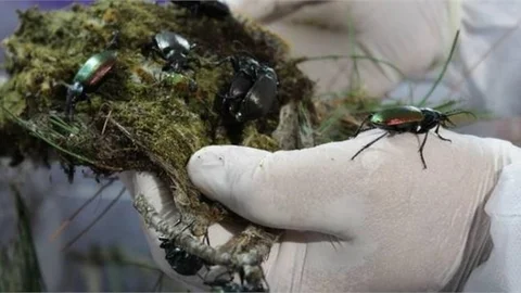 650 Bin Yırtıcı Böcek Ormanları Koruyacak