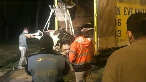 İhbar Sonucunda 12 Büyükbaş Hayvana El Konuldu